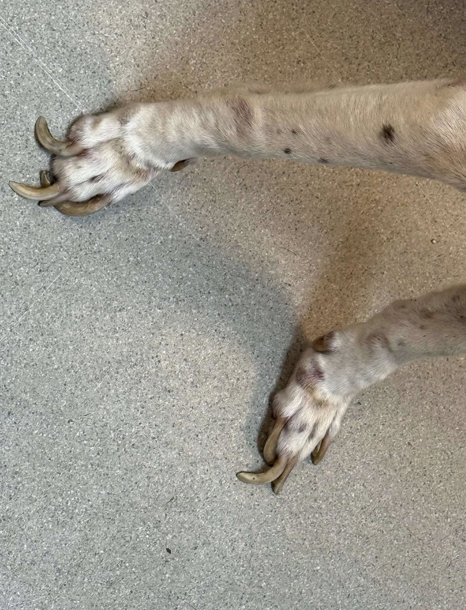 RescueCoop's tweet image. Pals!
It’s $5 Friday!
This week we saved Misty!
About 10 yo, neglected &amp;amp; emaciated, she didn’t deserve to be killed in a shelter.
We don’t think Misty has EVER known she matters.
Let’s show her!
If you have a few 💵 ta spare for her vet care, we thank you!
rescuecoop.org/donate