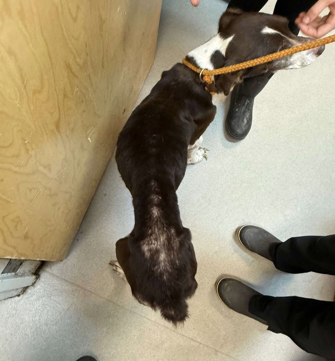 Pals!
It’s $5 Friday!
This week we saved Misty!
About 10 yo, neglected &amp; emaciated, she didn’t deserve to be killed in a shelter.
We don’t think Misty has EVER known she matters.
Let’s show her!
If you have a few 💵 ta spare for her vet care, we thank you!
rescuecoop.org/donate