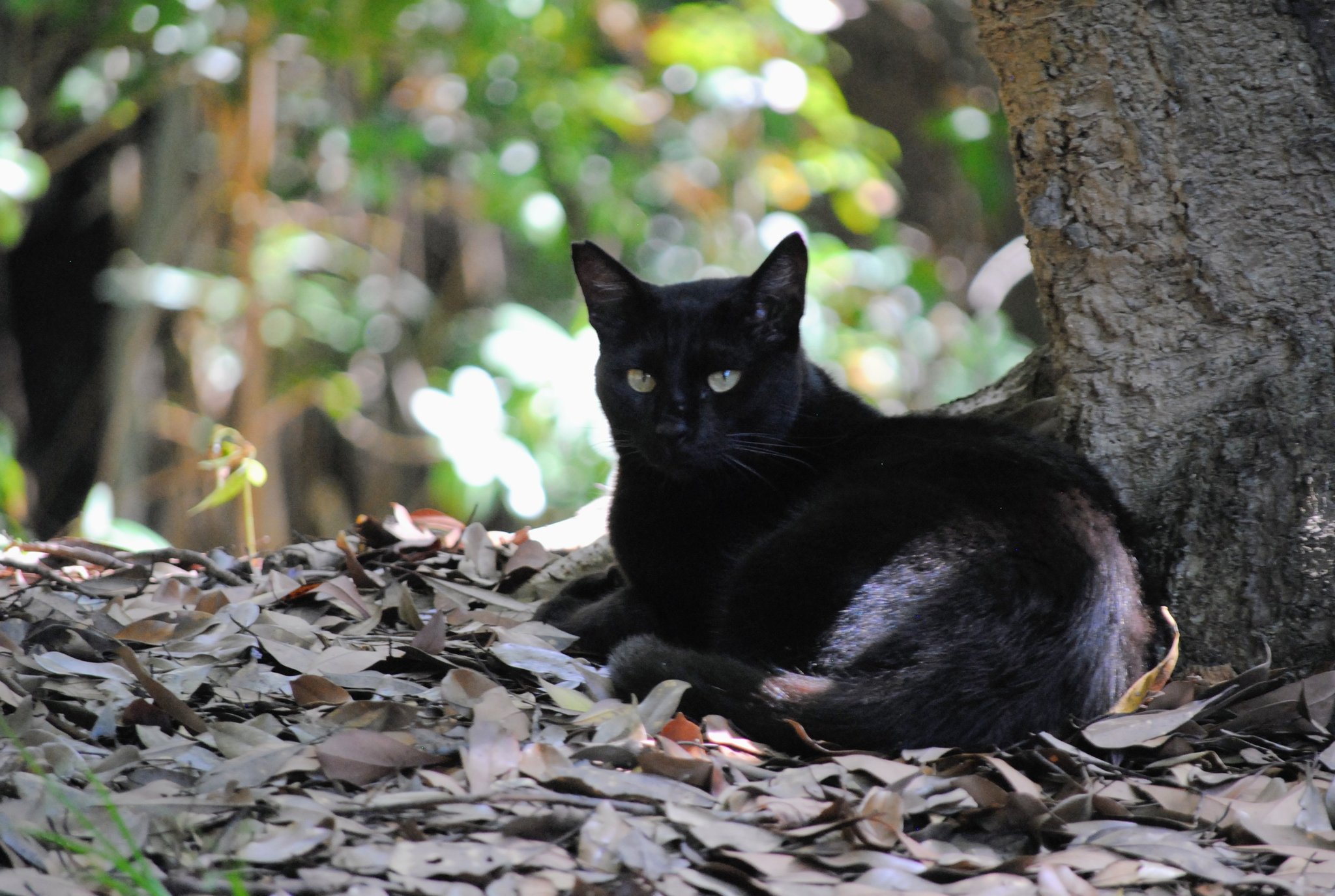 黒猫同盟🐾🐈‍⬛🐾 on X: 