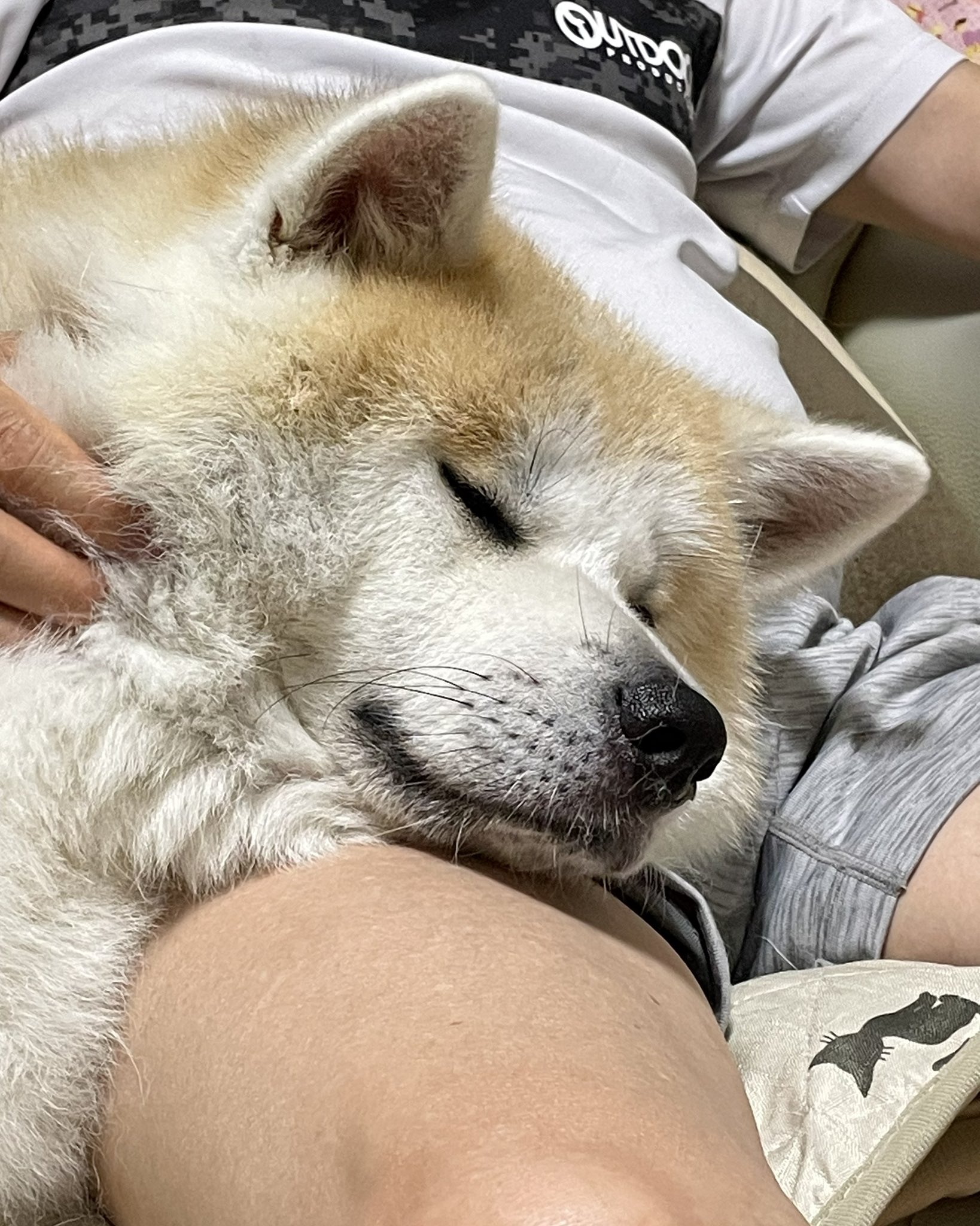 くり　もじゃ犬　うたたね　白オレンジ ペティオ かんでるCORN ツイスト ミルク風味 M