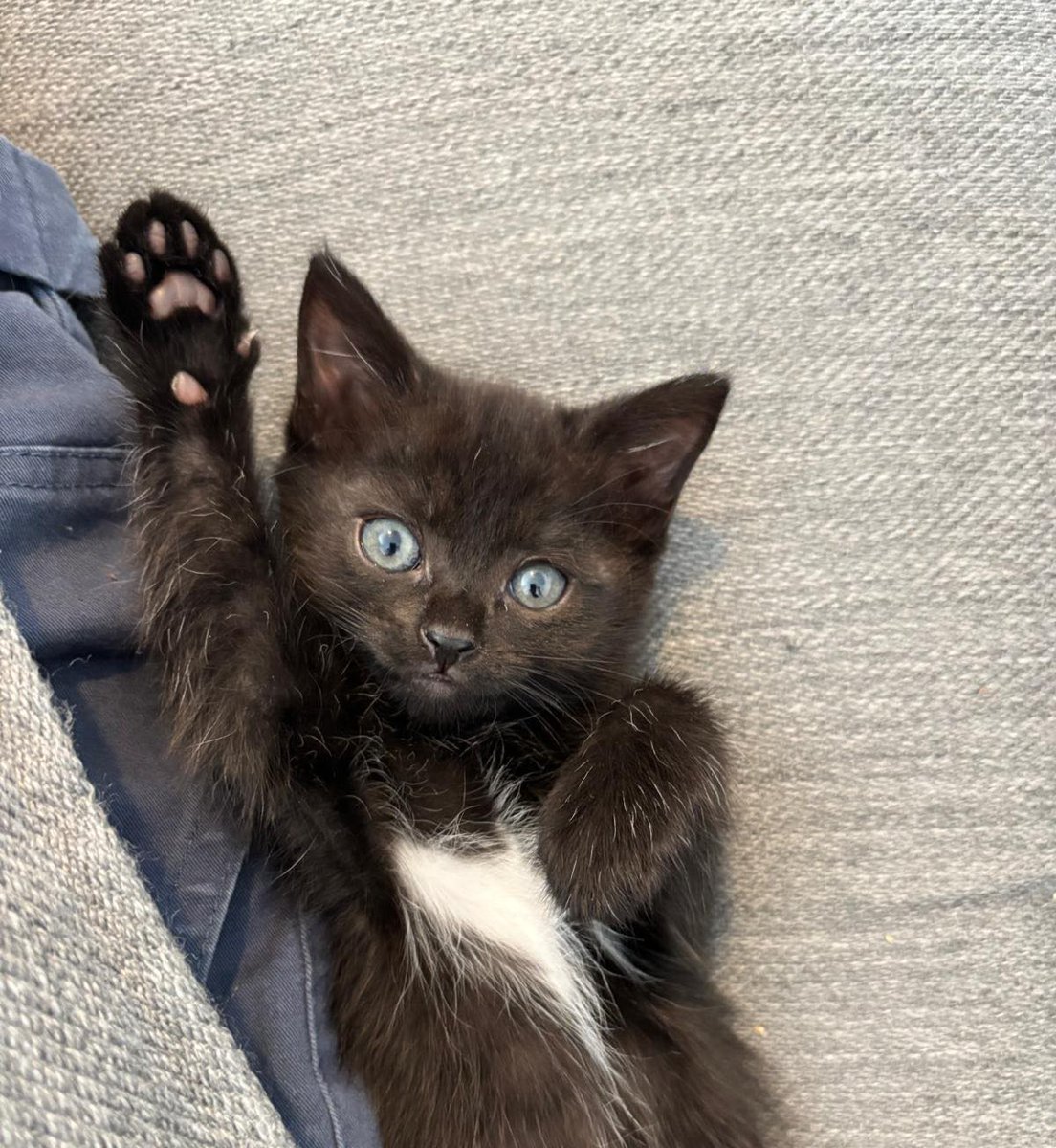 themayhew's tweet image. Irwin wanted to jump into your feed to wish you a wonderful weekend! 😺 Do you have any nice plans? She's hoping for lots of playtime and cats naps. 🐱