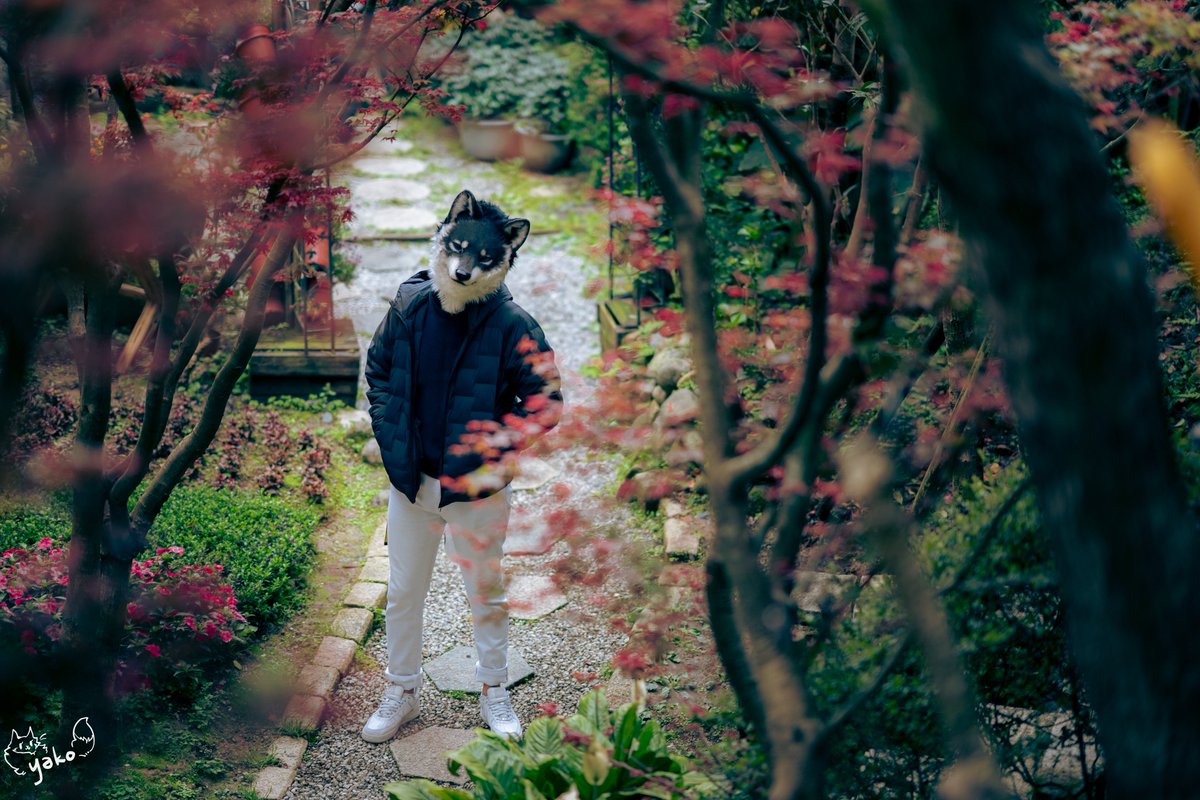 「楓の庭」🍁
#FursuitFriday #創造トリアノン
📷 <a href="/yako568987/">Yako</a>