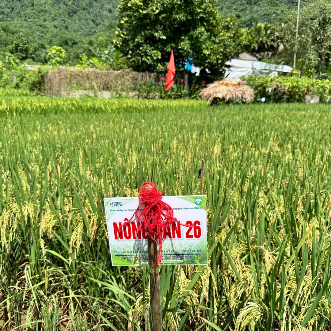 🍚 Nong Dan 26 — a new rice variety developed with crop wild relatives — is getting high praise from farmers in northern 🇻🇳 Vietnam!

🌾 Tested &amp; shared by local seed clubs, it now enters Phase II of Crop Trust’s #BOLDProject for the official release in the Mekong Delta.