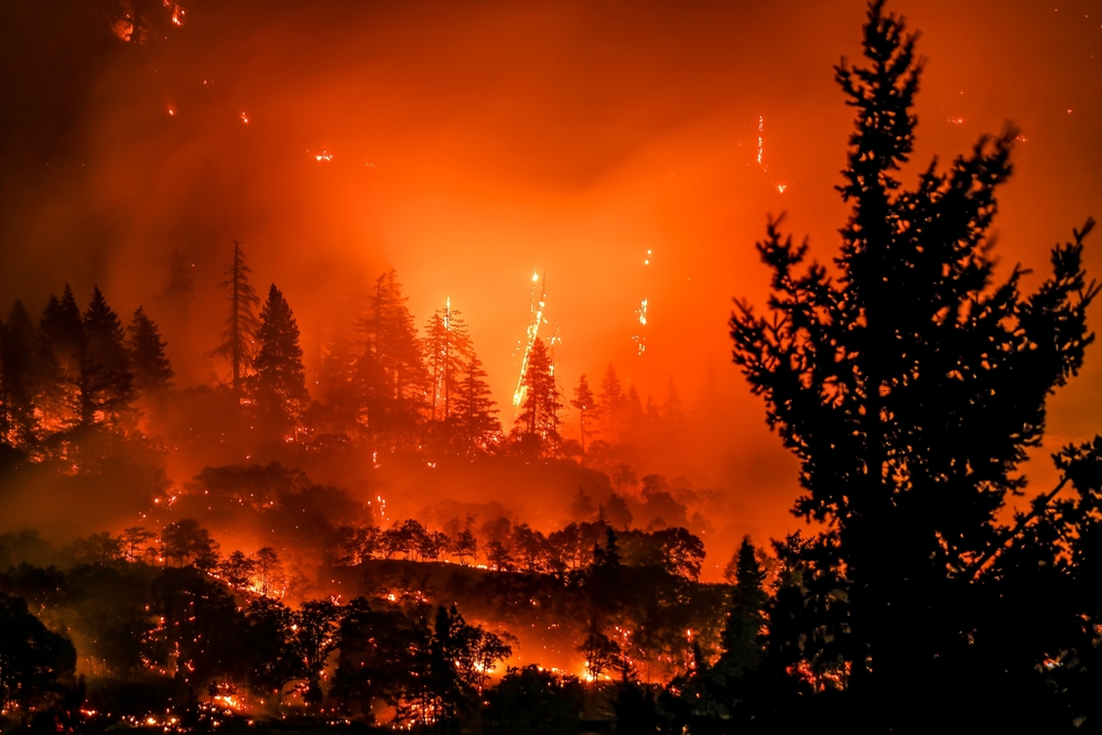 PNASNews's tweet image. Wildfire activity worldwide was higher in 2023 and 2024 than in any year since monitoring began in 2001. Tropical forests are seeing particularly high rates of forest loss. Some forest systems may be approaching tipping points of ecosystem change. In PNAS: ow.ly/wLHe50Wvozb