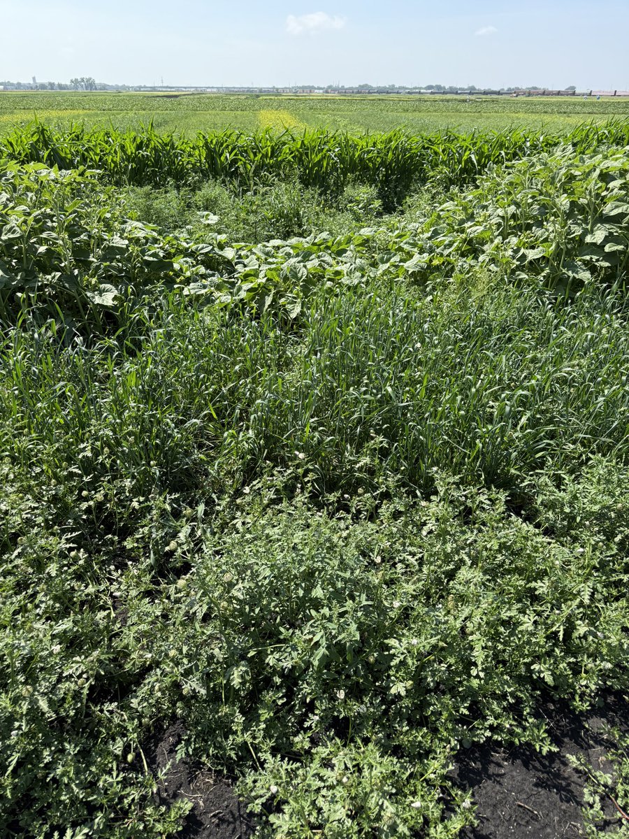NCWeedScience's tweet image. This morning we hosted a group of students from regional state colleges for a soils, insects, diseases, and weeds field day. We used our Herbicide ID plots to discuss symptomology and site of action. Doubled as a practice run for the contest next week.