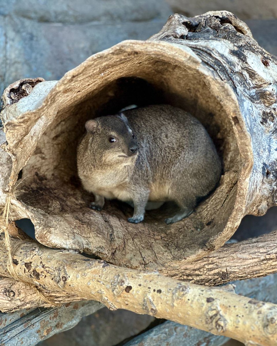 calgaryzoo's tweet image. Female rock hyrax ‘Kikami’ is five today! 🤘🎉
Rock hyraxes may be small, but they’re loud! This species is known for its piercing calls, which include screams, grunts, snorts, and squeaks. 🗣️
Stop by the African Savannah Building to wish Kikami a happy birthday!
#YourZooYYC