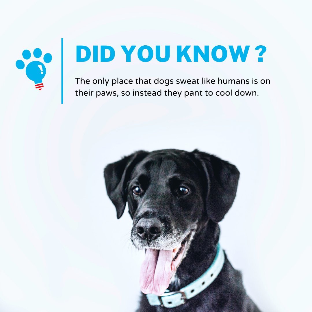 PawinspiredUS's tweet photo. 🐶 Are you feeling the heat? 👅

We sure are! Did you know that the only place dogs sweat like humans is on their paws? Instead, dogs use panting to cool down. So now you know why their tongues are out when the weather is hot!

#FunFactFriday #Facts #DogFacts #FunFact #DidYouKnow https://t.co/ZIcGRdbtp2