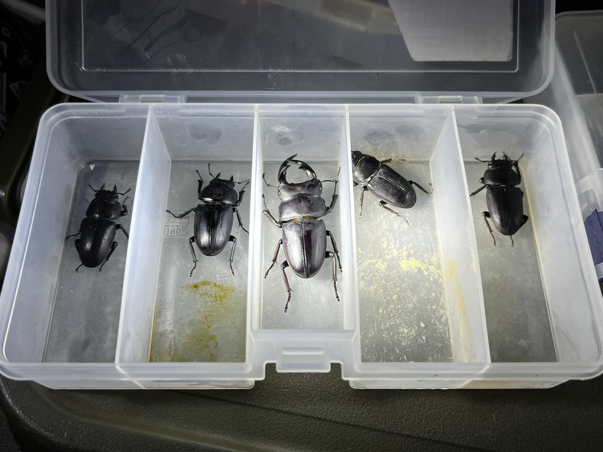 ルーシーちゃんページ Mattel China 1966 Body 1976 Head Blonde Hair Barbie Doll