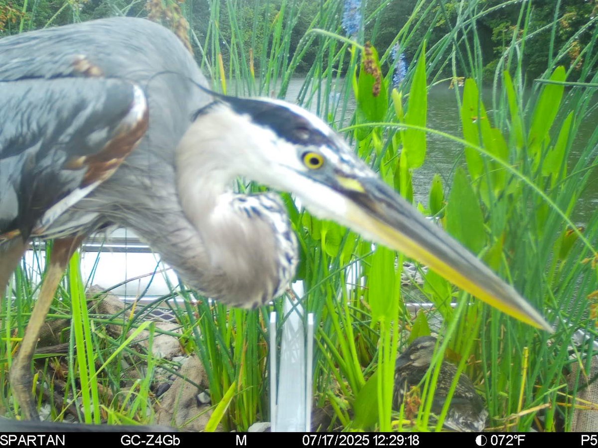 Spotted at the Fellows Lake Marina floating wetland! 👀 Say hi to our resident heron and a very dedicated mother duck. She’s currently nesting 6–8 eggs right on the wetland. 🦆 Please enjoy from a distance &amp; help us give these feathered friends the peace and quiet they deserve