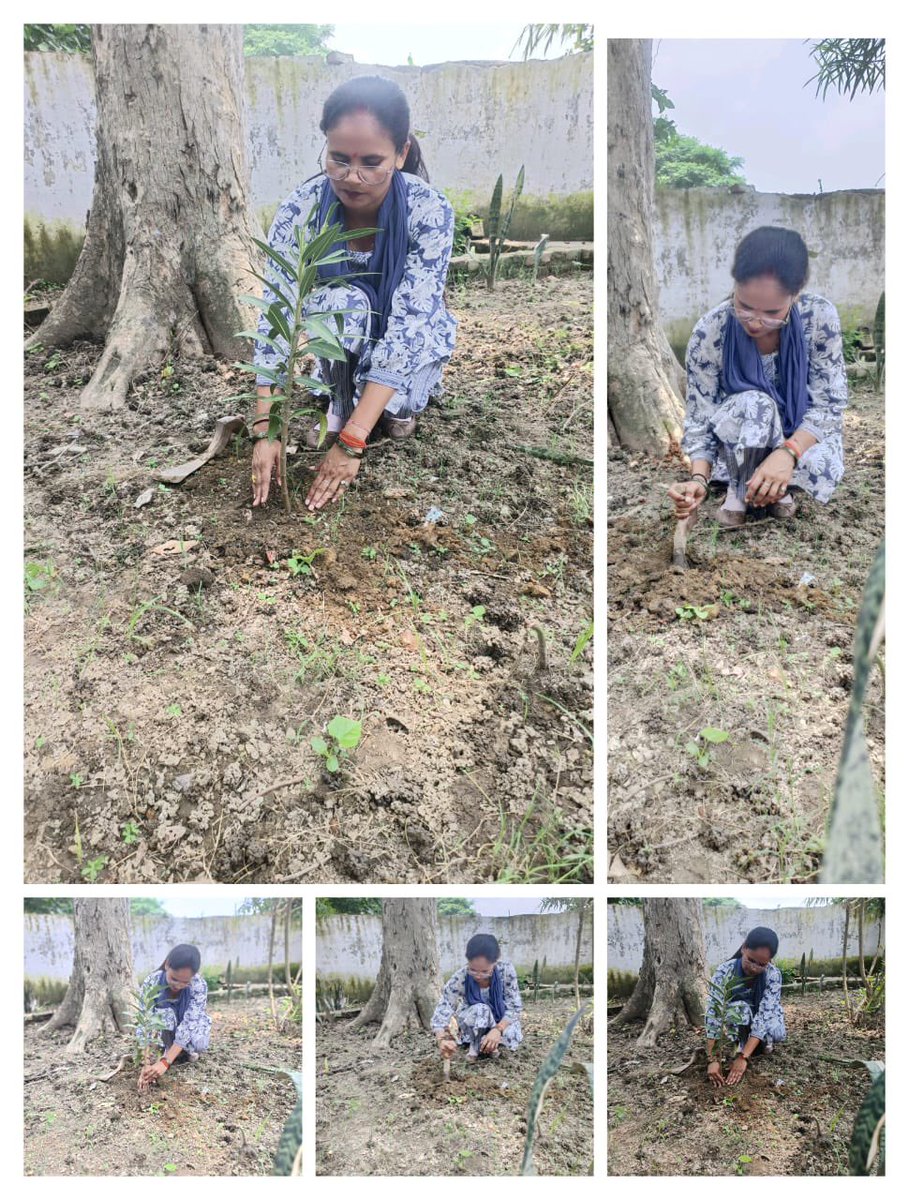 🌳 #प्रकृति_मित्र 🌳
Name - Anita Devi (AT)
Address- PM Shree Dharuhera Nwbgnj, Bareilly 
<a href="/shikshansamvad/">मिशन शिक्षण संवाद @shikshansamvad</a>  <a href="/teachersclubup/">teachers club</a> <a href="/UNEP/">UN Environment Programme</a> @eriksolheim <a href="/myogiadityanath/">Yogi Adityanath</a> <a href="/narendramodi/">Narendra Modi</a> <a href="/DEFCCOfficial/">Department of Environment, Forest & Climate Change</a> <a href="/basicshiksha_up/">Department Of Basic Education Uttar Pradesh</a> <a href="/Rupendersingh02/">Rupender Singh MSS</a>
साभार- टीमप्रकृतिमित्र 
मिशन शिक्षण संवाद
#EkPedMaaKeNaam