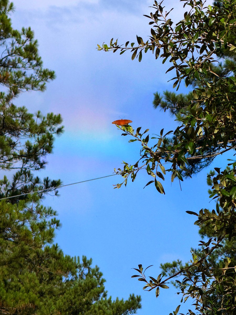 DavidMora's tweet image. Beautiful rainbow on the Northshore earlier today! 🌞🌿🌈🌳🦋 #lawx #visitthenorthshore