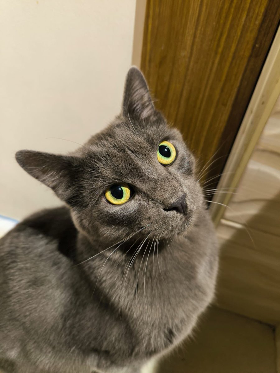 hyperconectado's tweet image. Gato que aman perdido en el barrio Metrópolis. Cualquier información, bienvenida. Se llama Pixis