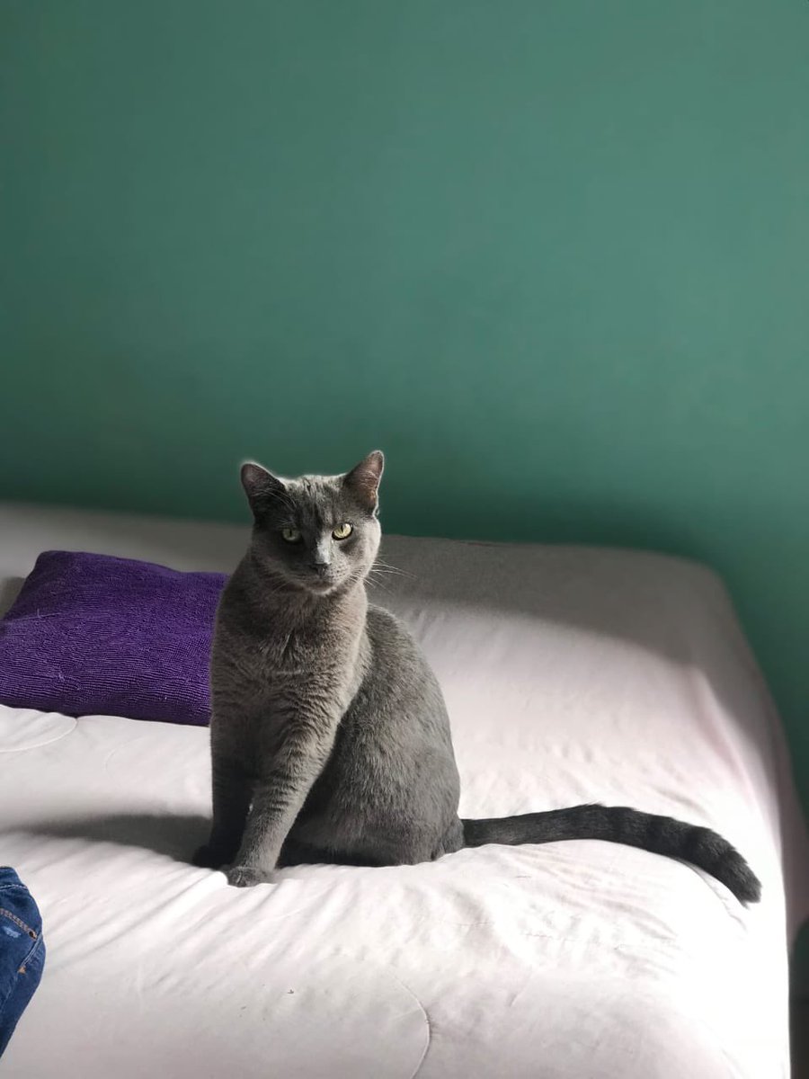 hyperconectado's tweet image. Gato que aman perdido en el barrio Metrópolis. Cualquier información, bienvenida. Se llama Pixis