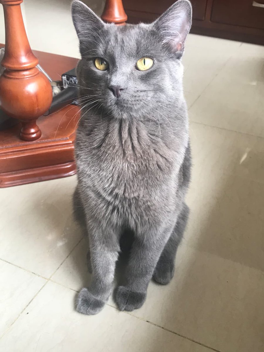 hyperconectado's tweet image. Gato que aman perdido en el barrio Metrópolis. Cualquier información, bienvenida. Se llama Pixis