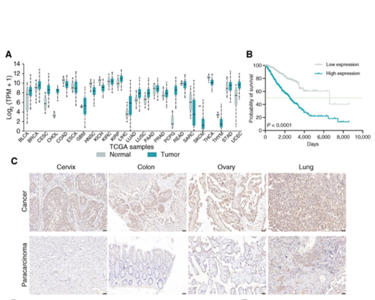 MCT_AACR's tweet image. New in Models and Technologies: CD24-Targeted CAR-T Cells Mediated Long-term Antitumor Efficacy through Activation of Endogenous Tumor Immune Responses brnw.ch/21wUqFN