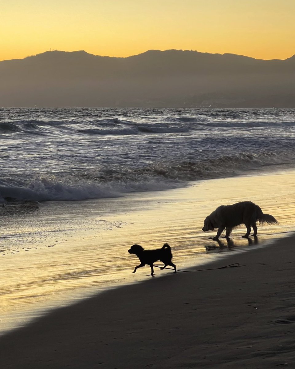 Diana_in_Winter's tweet photo. 🌅Pacific Reboot - After a productive day, I felt compelled to go to the beach. I usually walk along the shoreline, but last night I desired only to access my #equanimity. My beautiful ocean did the trick!
#ElevatingXThroughPleasingPictures #EXTPP 10 #Recalibrating #WeAreHere https://t.co/PQZRgLfsNY