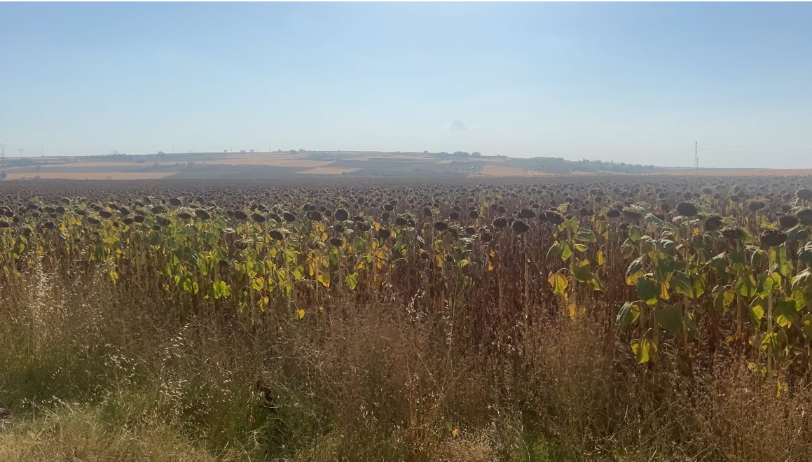 avberivansekmen's tweet image. Trakya’nın en güzel yanı ayçiçeği tarlaları 🌻 ama çok çabuk soluyorlar maalesef. Düşünsene hepi topu 1-2 ay yaşıyorsun onda da güneş tepende… Ayyy fenalıkkkkk