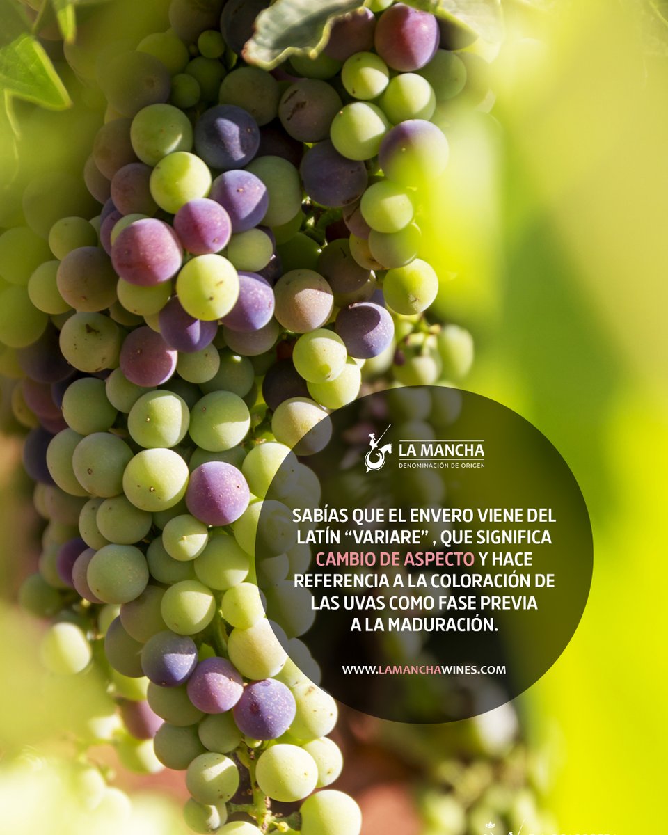 ¿Sabías qué el #envero viene del latín #variare, que significa cambio de aspecto y hace referencia a la coloración de las uvas 🍇 como fase previa a la maduración?🧐
.
#vinodelamancha #DOLaMancha #vinosdecalidad #winelover #denominacióndeorigen #sa#sabiasque
