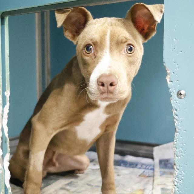 🆘 MEDICAL 2 MTHS OLD #AMSTAFF FOREST 💚#A765984 TBK TODAY 7.25 BY #SANANTONIO ACS #TEXAS‼️

🚨lethargic, walking in circles, anxious, 
intermittent circling to the R, overreactive &amp; sensitive to touch during exam

#PledgeForRescue 🛟

#AdoptDontBuy / #Foster ☎️2102076666/6669🙏🏼