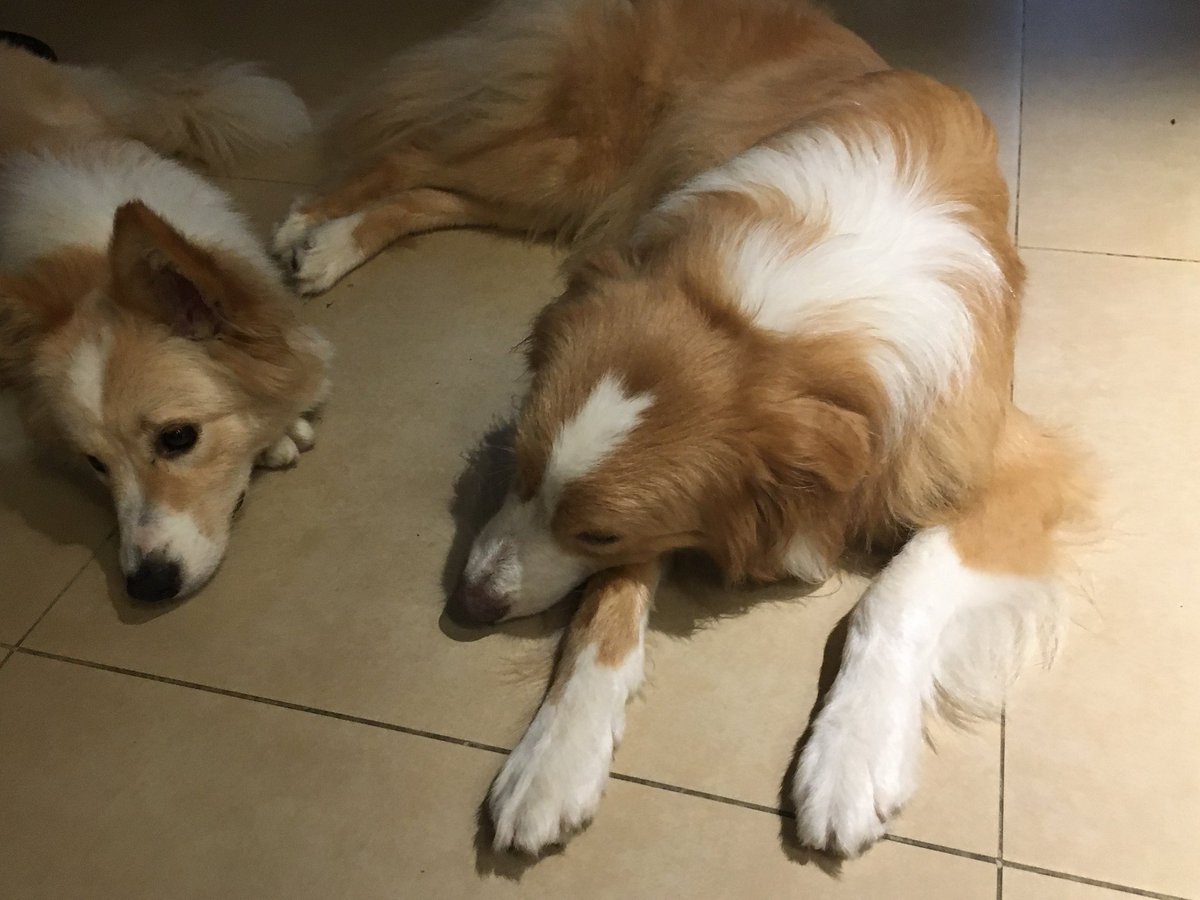 CAMERA__W's tweet image. 🥺🫳🐶🐶🐶