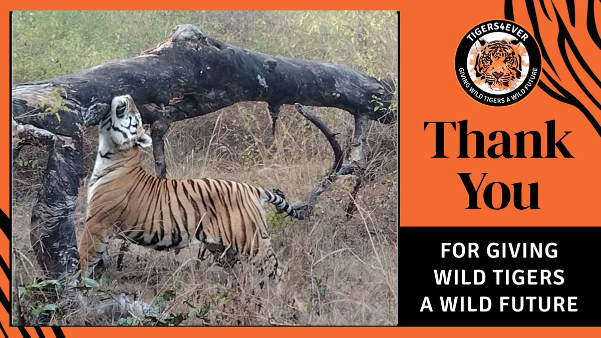 Tigers4Ever2010's tweet image. Thank you Corinne for your kind donation which will help us to provide 1 tonne of organic compost to ensure that new tree saplings grow & restore lost habitat for wild #Tigers. #Reforestation goto.gg/70006