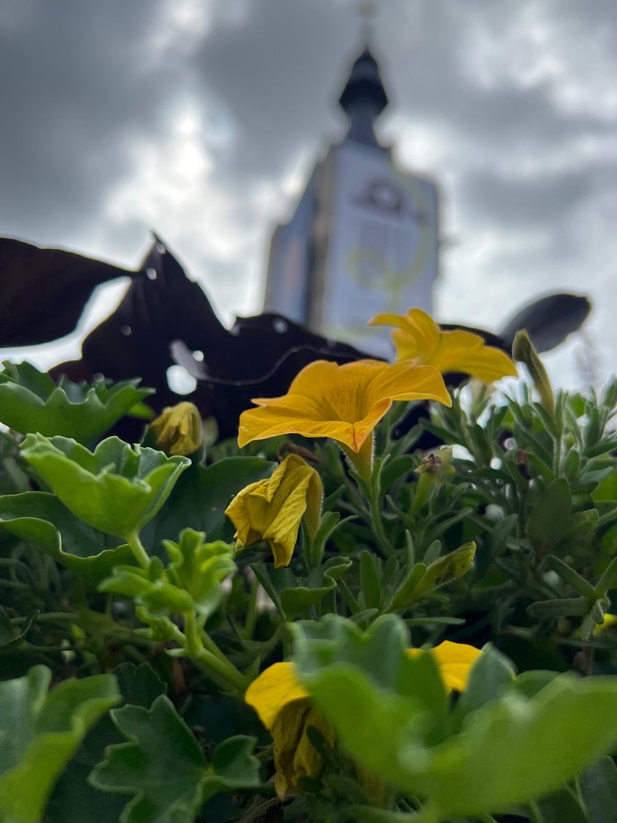 Parmentier_RN's tweet image. Est-ce qu’on pourrait débâcher le beffroi de Béthune et le laisser respirer ? Le Tour de France est passé, les 20 ans fêtés… Il est tellement plus beau au naturel !