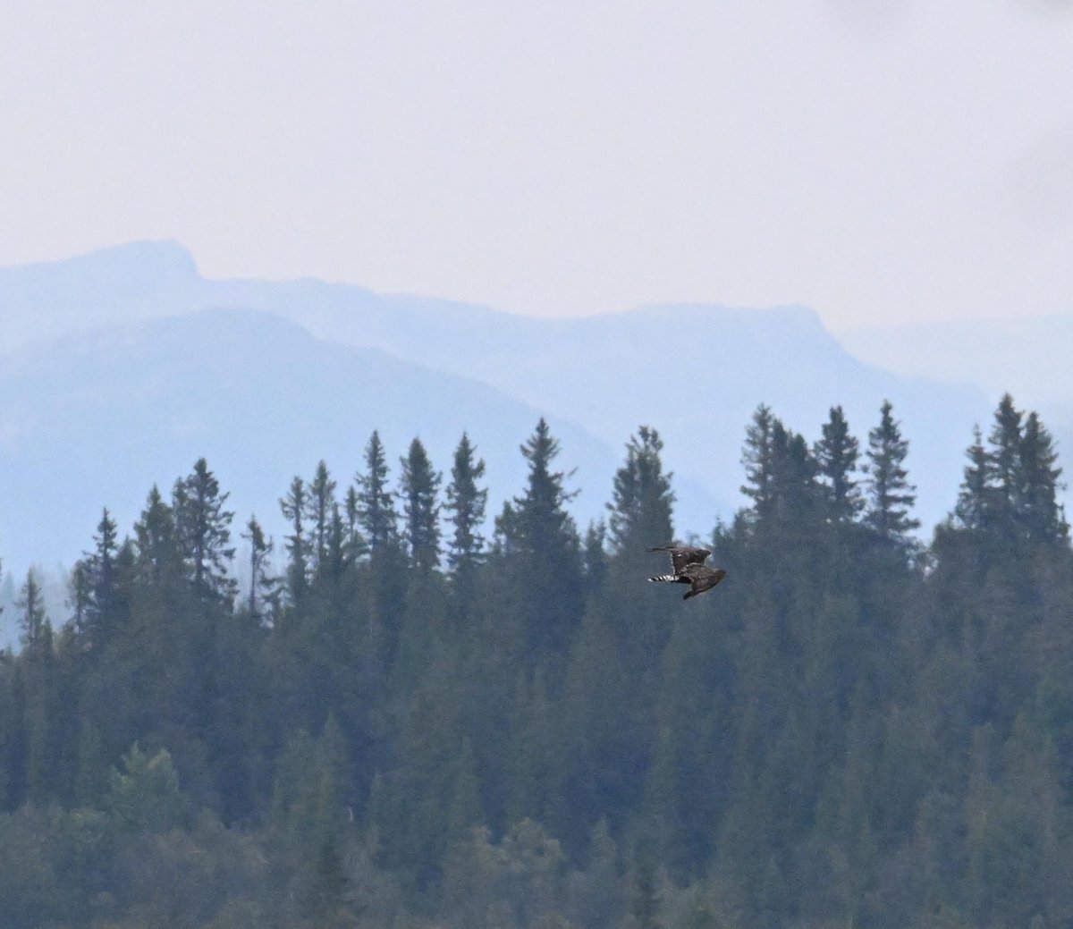 demanopdedijk's tweet image. 2 x een ruigpootbuizerd in Noorwegen. De 2e kwam net langs ons huisje flappen.

Geen fraaie platen maar krijg nu alweer in om ze de komende winter weer netjes in kaart te brengen in de Nederlandse cultuursteppes.