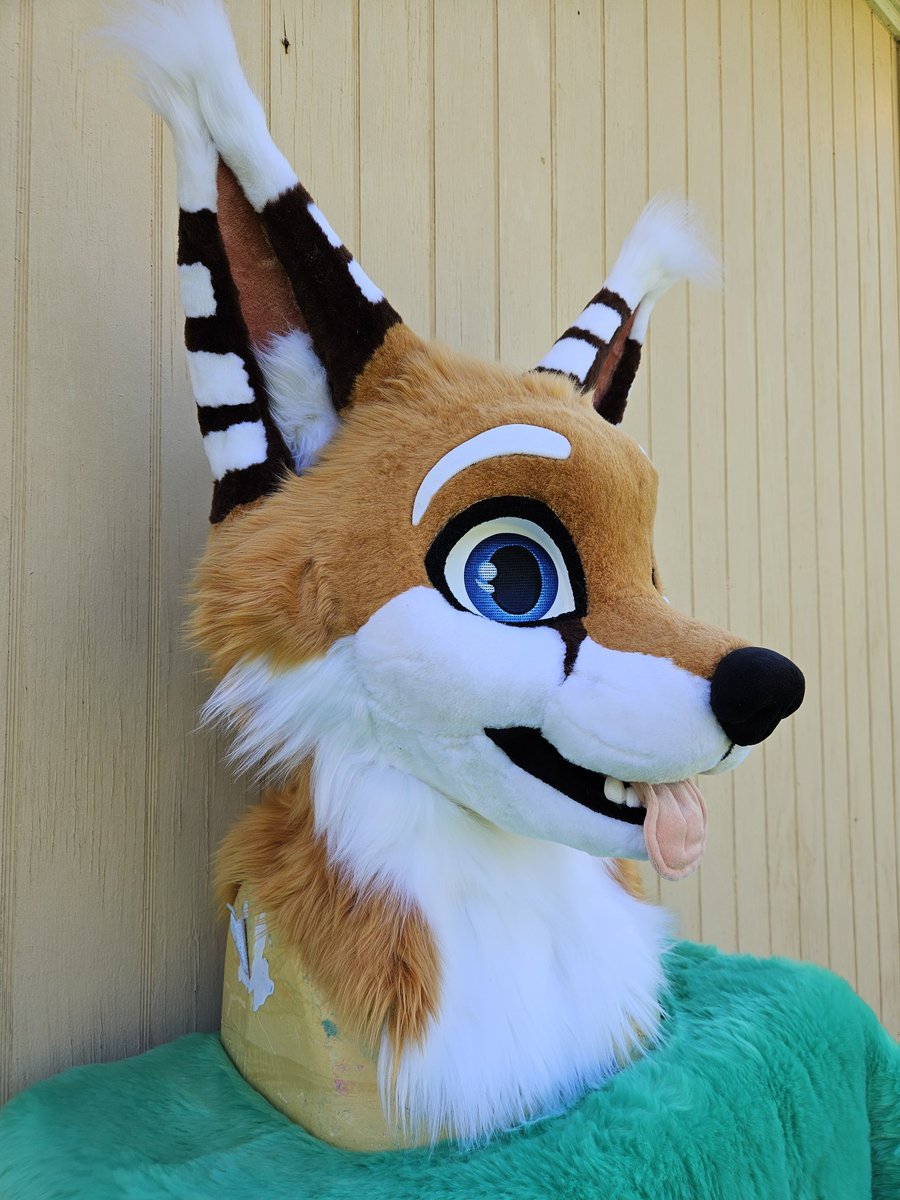 HollydaysInc's tweet image. FINALLY fully able to present @FoxWithRamen in all his glory! They have honestly been SUCH a wonderful and patient person throughout this journey, and after the crazy fwa rush I went over him with all my focus and care I could~
Base by @Breezyakita
#FursuitFriday #fursuit #fox
