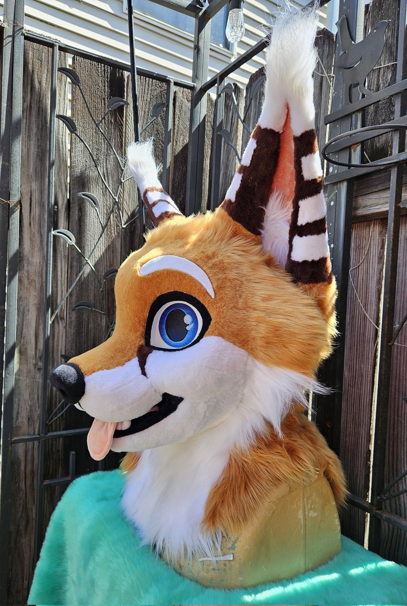 HollydaysInc's tweet image. FINALLY fully able to present @FoxWithRamen in all his glory! They have honestly been SUCH a wonderful and patient person throughout this journey, and after the crazy fwa rush I went over him with all my focus and care I could~
Base by @Breezyakita
#FursuitFriday #fursuit #fox