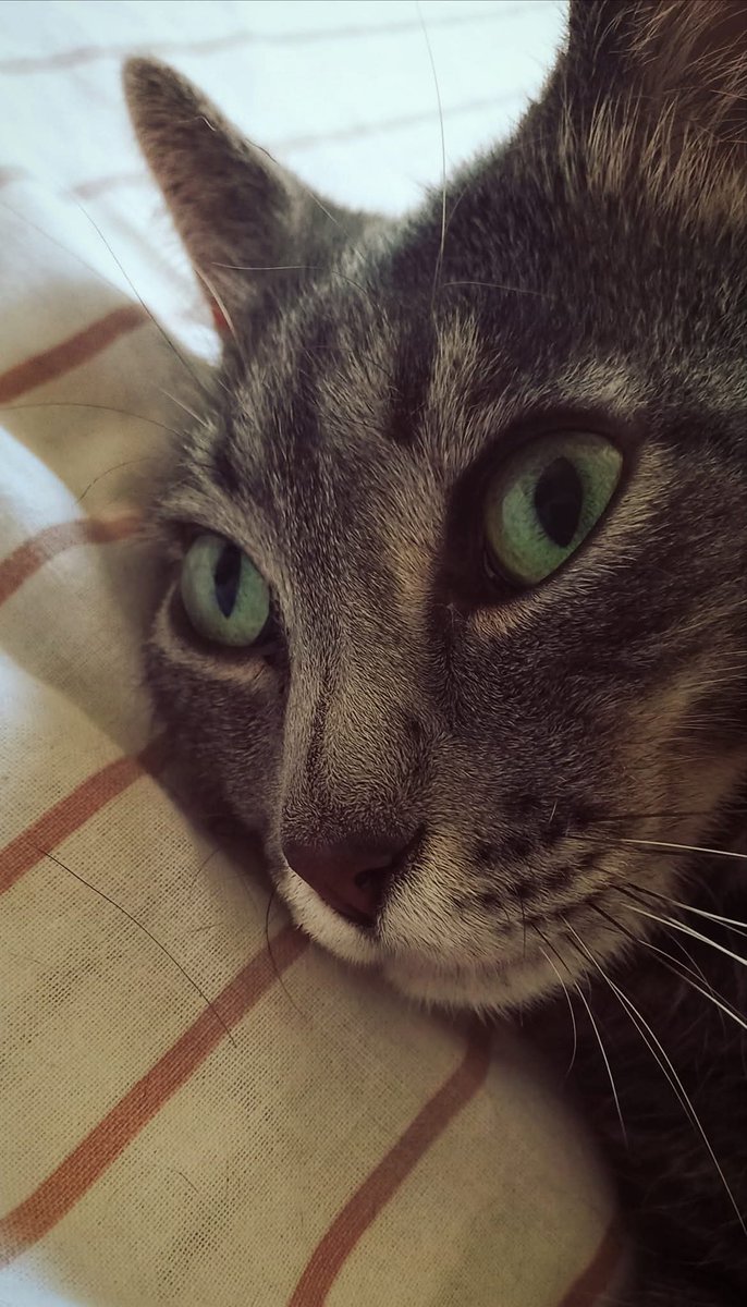 My buddy 😸 
#CatsOnX