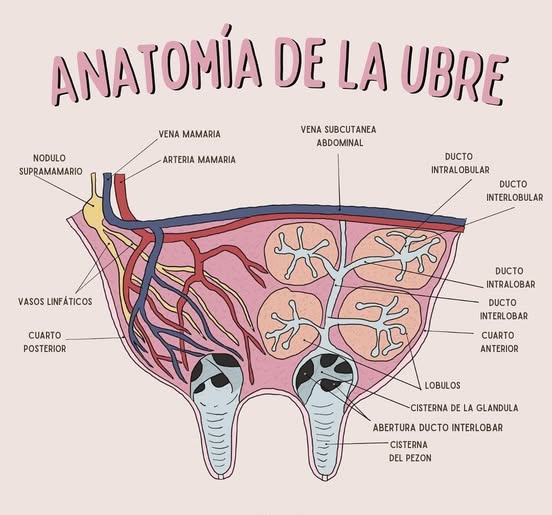 Anatomía de la ubre. #ConstruyendoGanaderia @fedegan <a href="/jflafaurie/">José Félix Lafaurie</a> <a href="/PLguachucalFNG/">Guachucal Pasión Ganadera</a>