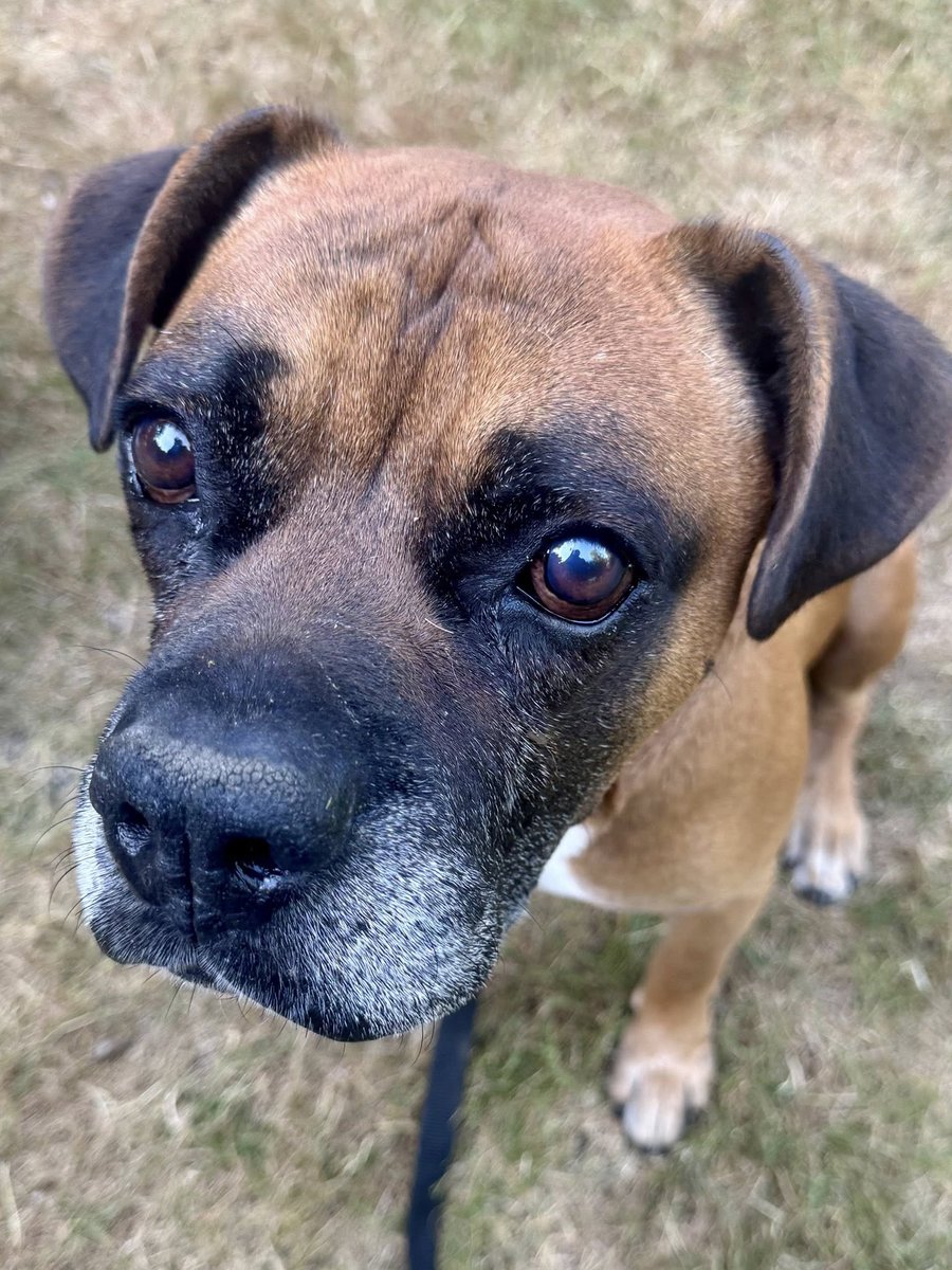 Meet Kyle the newest MLBR senior! 🐾💜 At 8 yrs old, Kyle made the long trip from SoCal and is now settling into his foster home. He’s sweet, dog &amp; people friendly and just wants to be loved. No wiggles yet, but we know his  foster pack will help him shine. Stay tuned!