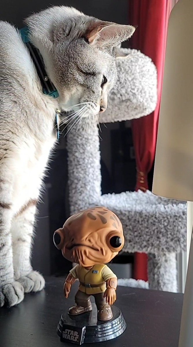 International Cat House, LLC tweet media