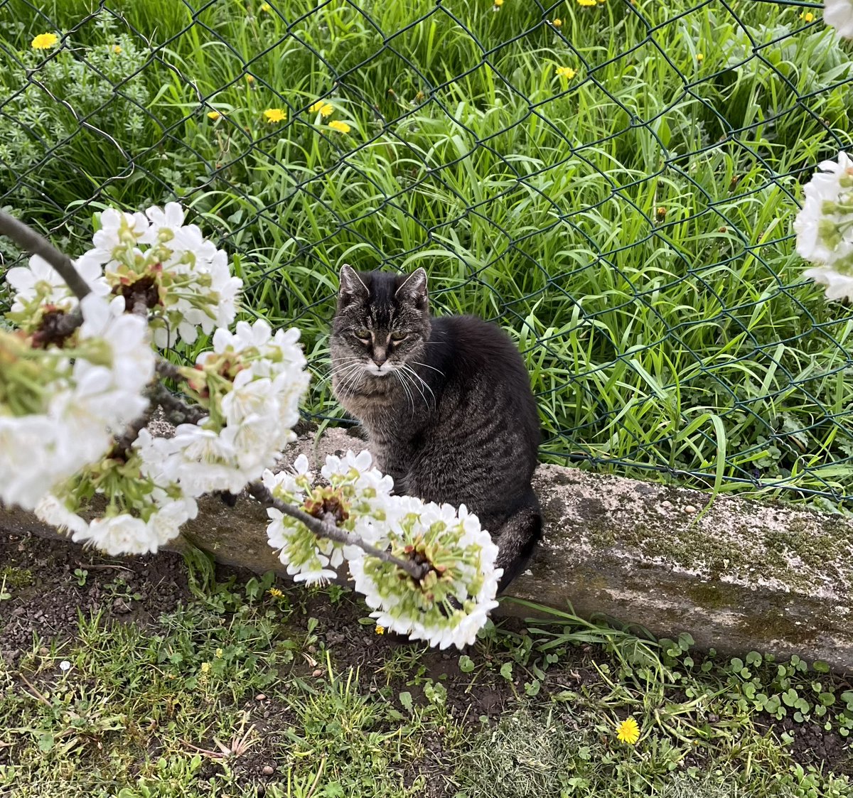 bjoernbonk's tweet image. GM and Happy Weekend BONKers ❗️❗️❗️

Reminder from tapsi to touch some grass, $BONK stands vigilant as our protector🫡