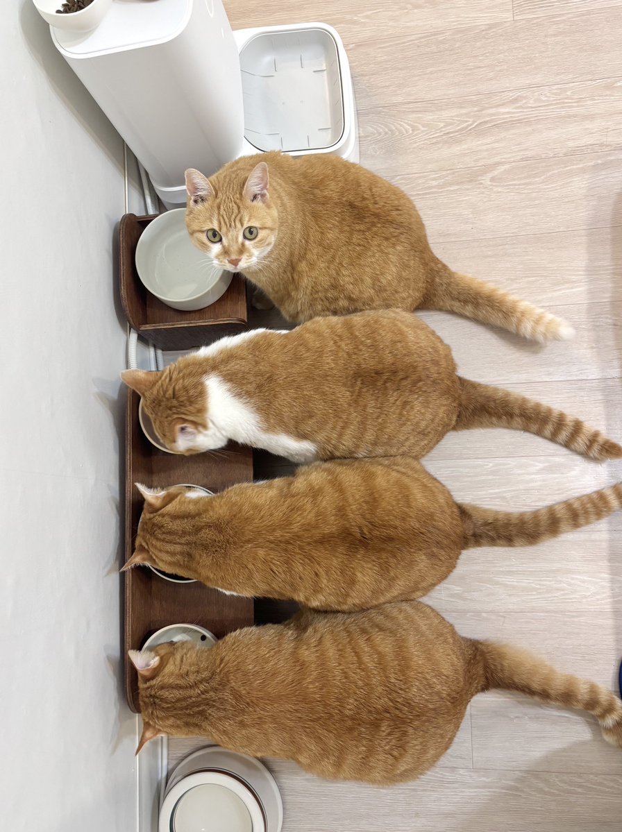 alldayudon's tweet image. 밥 더 먹으려고 훈녀스킬 쓰네