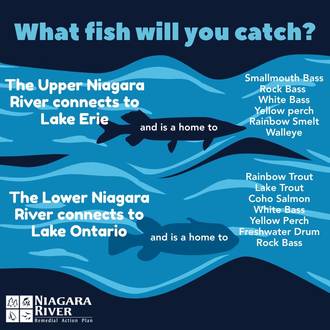 Grab your rod, lifejacket, fishing licence & bait! Niagara River fish ...