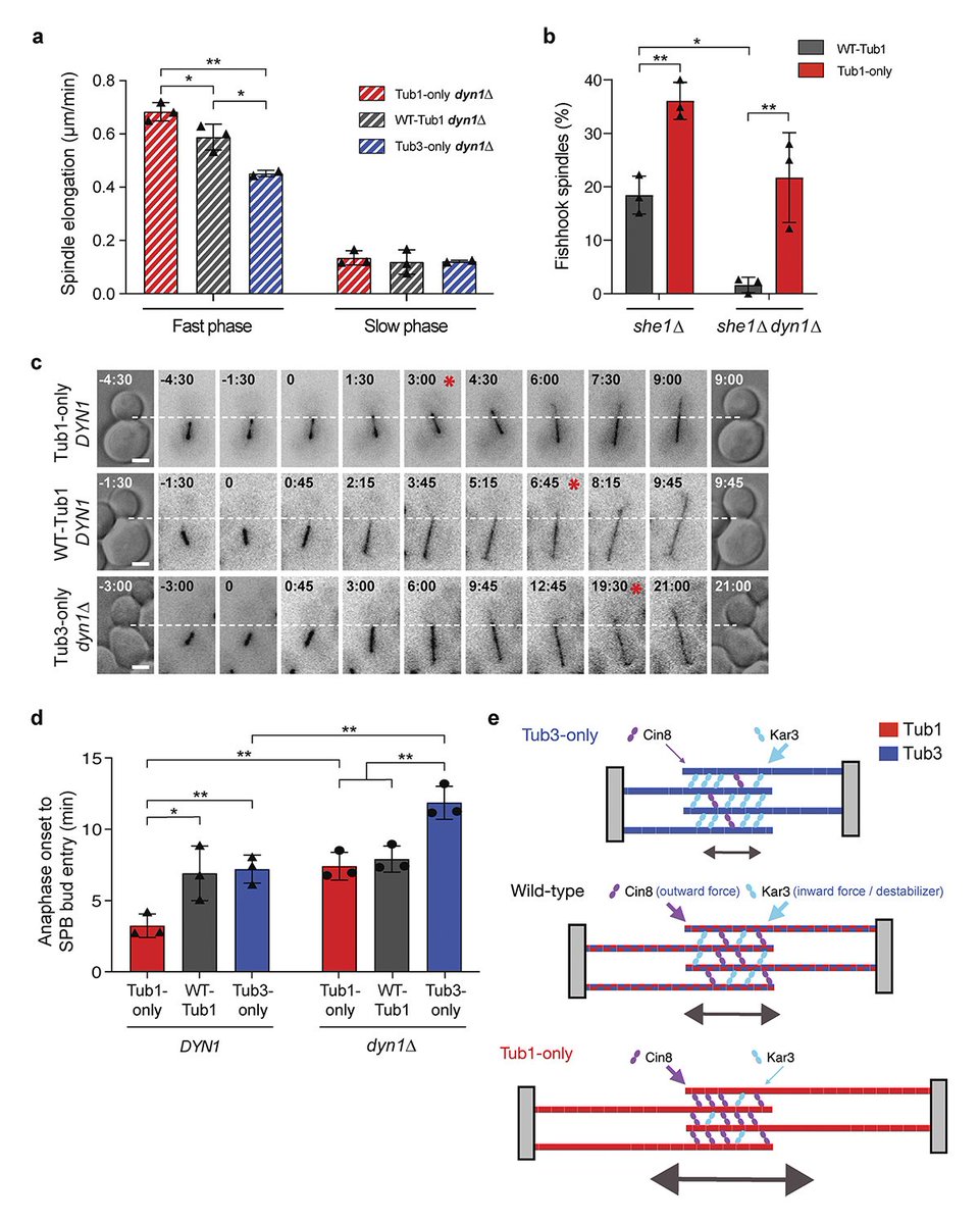 .<a href="/nsamba_emmanuel/">Emmanuel Nsamba, Ph.D.</a> et al. reveal that tubulin isotypes, which copolymerize into spindle #microtubules, calibrate the opposing outward- &amp; inward-directed forces generated by #kinesin-5 &amp; kinesin-14 motors to ensure proper anaphase spindle morphogenesis hubs.la/Q03yVrY10