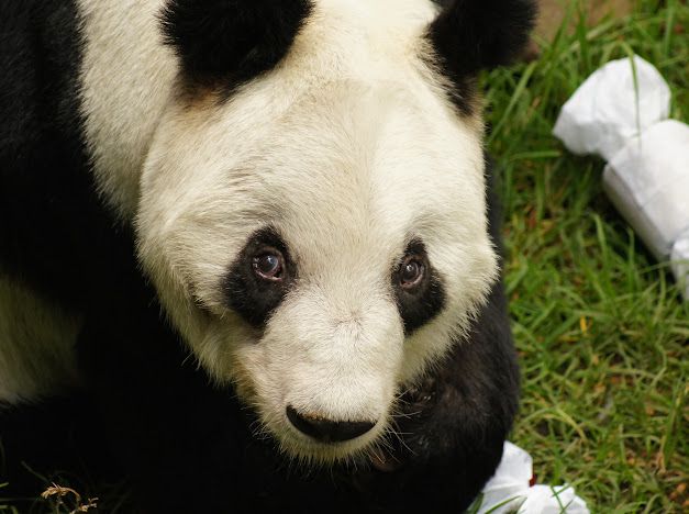 Diario_deColima's tweet image. 🎉🐼 Xin Xin, la panda de Chapultepec, celebra 35 años de vida 🎂

El Zoológico de Chapultepec conmemoró el 35º cumpleaños de Xin Xin, la panda gigante nacida en México y símbolo de la amistad entre México y China 🇲🇽🤝🇨🇳
#XinXin35Años #ZoológicoDeChapultepec #PandaMexicana