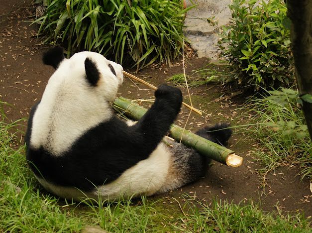 Diario_deColima's tweet image. 🎉🐼 Xin Xin, la panda de Chapultepec, celebra 35 años de vida 🎂

El Zoológico de Chapultepec conmemoró el 35º cumpleaños de Xin Xin, la panda gigante nacida en México y símbolo de la amistad entre México y China 🇲🇽🤝🇨🇳
#XinXin35Años #ZoológicoDeChapultepec #PandaMexicana