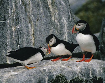 A perfect trio #puffins