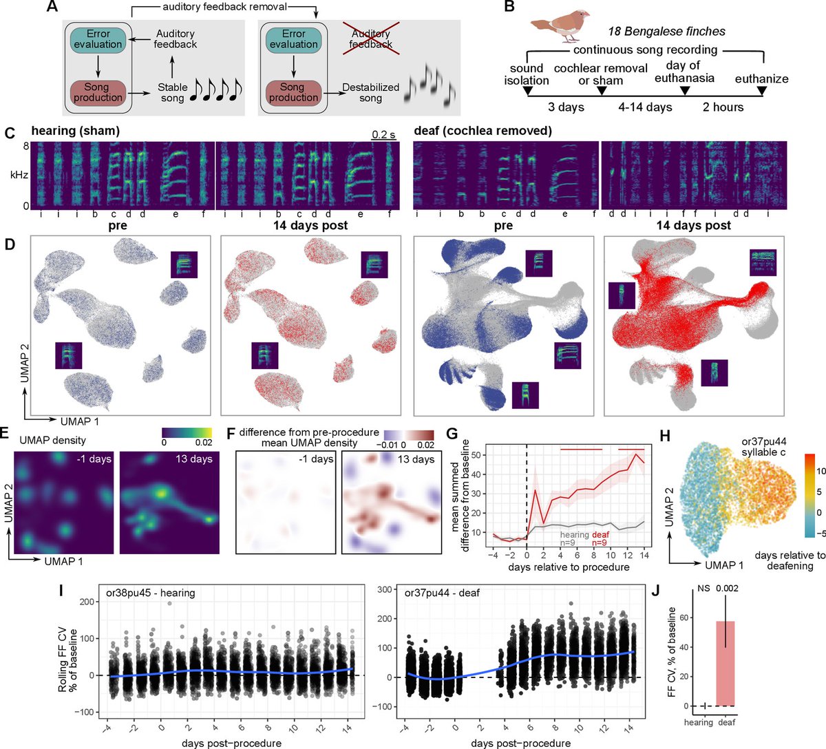 HCRimaging's tweet image. #onlywithHCR: Hearing the Genes Sing—Transcriptomic Disruption in the Songbird Brain
Using songbird courtship song as a model, Colquitt et al. mapped how the loss of auditory feedback destabilizes learned motor behaviors.
With #HCRtechnology, they were able to observe the…
