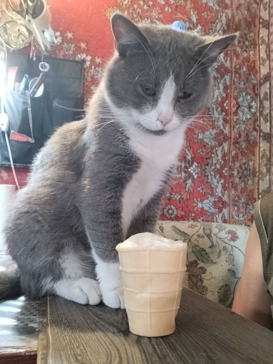 KotShurick's tweet image. Пока Персик не видит-Том получает утешительный приз!🍦