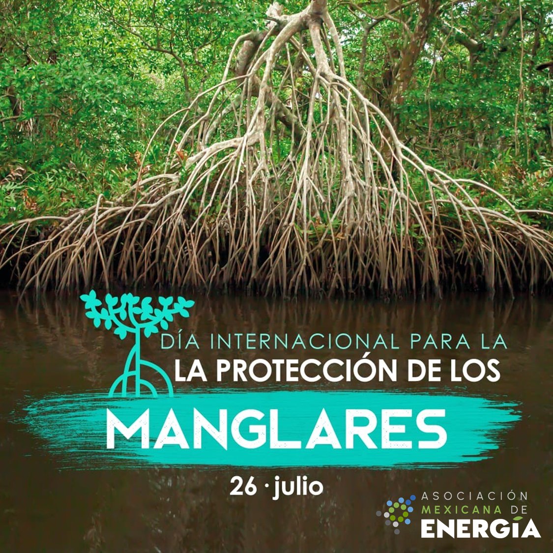 Hoy es el Día Internacional de la Protección de los Manglares, ecosistemas vitales que protegen nuestras costas, almacenan carbono y sostienen la vida marina.

Desde <a href="/AME_Energia/">Asociación Mexicana de Energía</a> promovemos soluciones energéticas responsables con el medio ambiente.

#CompromisoAME #Manglares