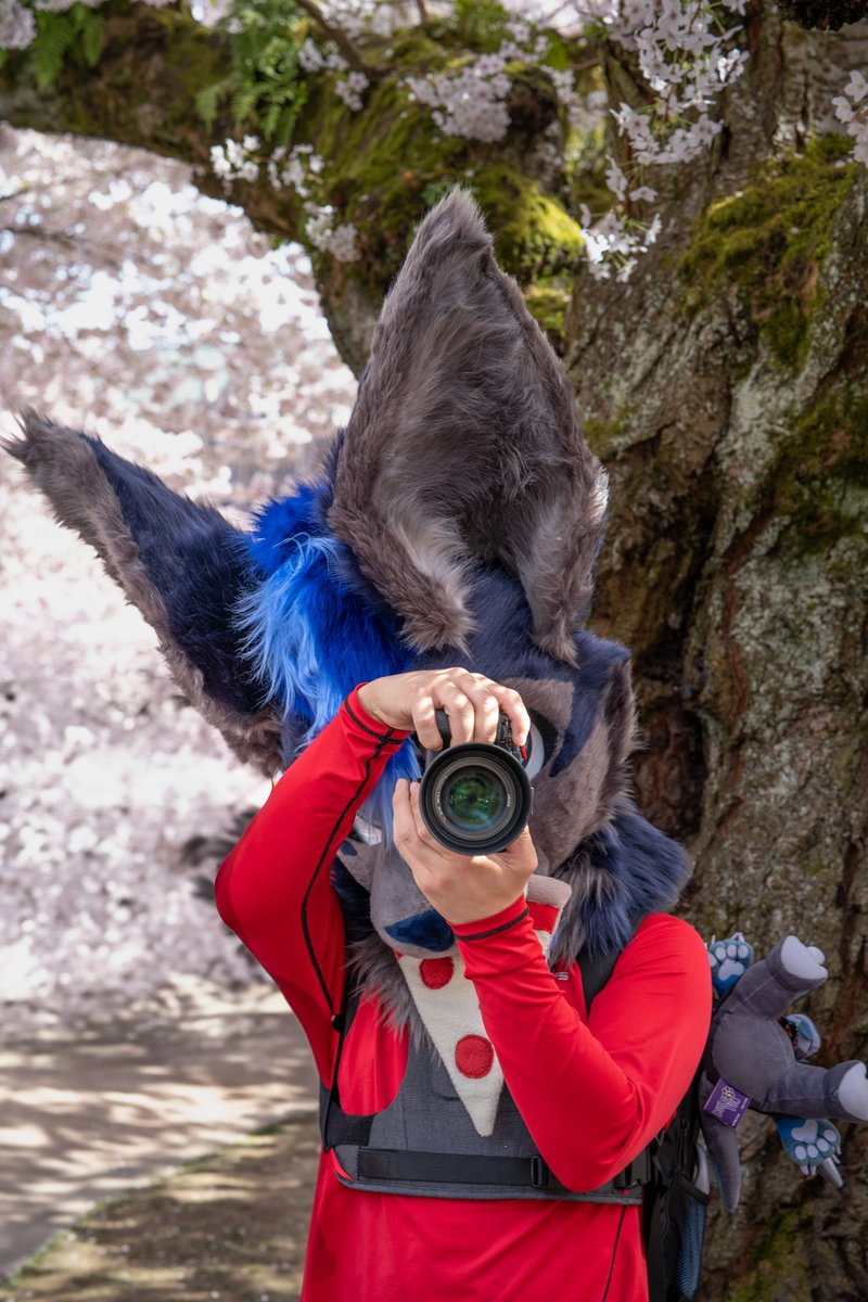 CoastalKangaroo's tweet image. The very first photo of my suit taken back at the cherry blossom meet in Seattle.
📸@aikowolf
🪡@gentlefurstudio