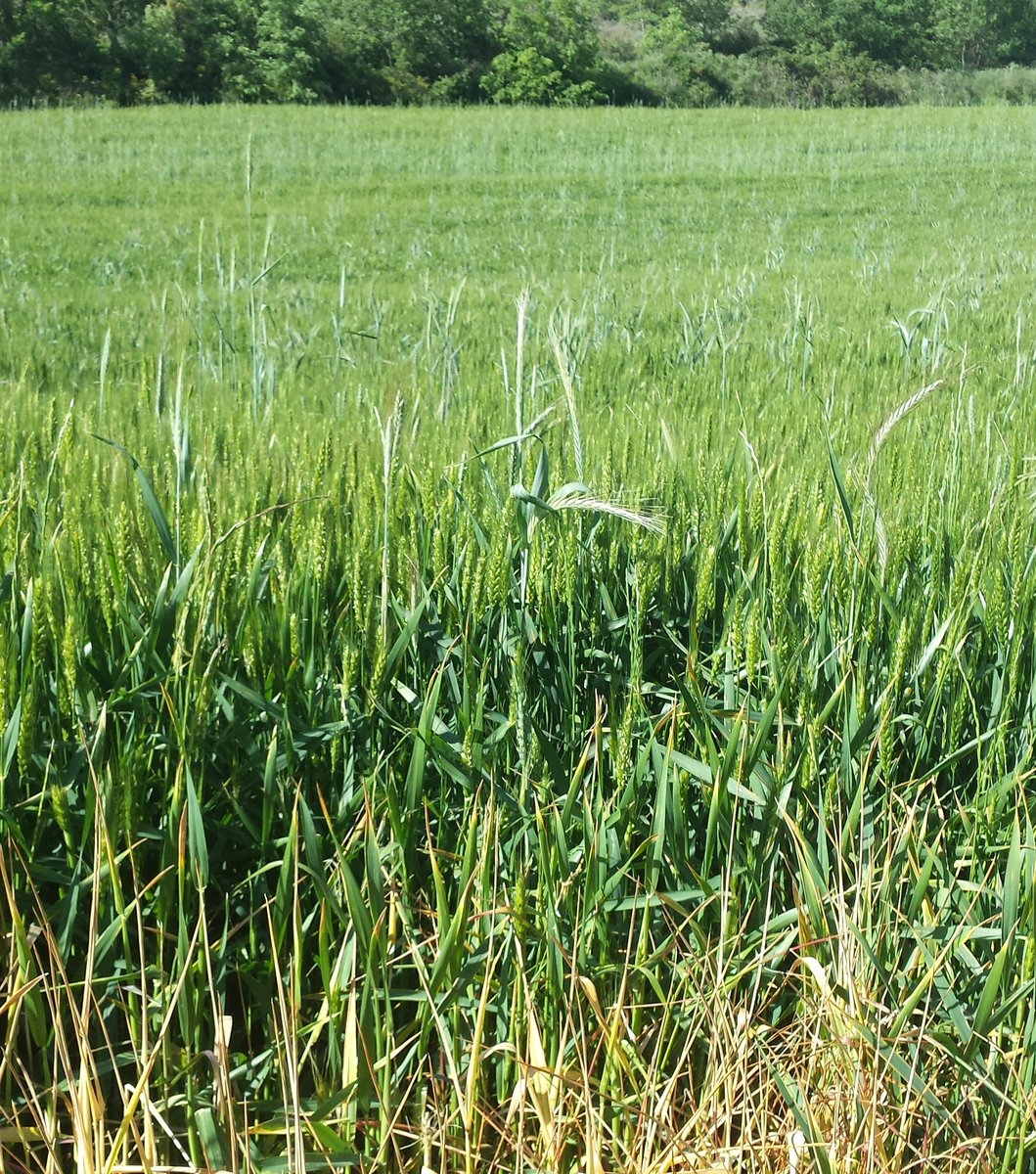 Viquipedia's tweet image. El mestall és una mescla sembrada de diferents espècies de cereals, però també de cereals i lleguminoses, com ara de blat i faves o d'ordi amb veça.
Ha donat lloc al topònim Mestalla i a la coca de mestall. El pa que se'n feia era el més menjat al camp.
ca.wikipedia.org/wiki/Mestall