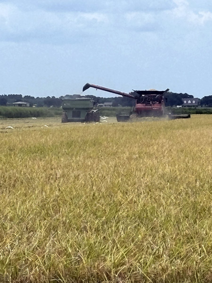 FMHins's tweet image. Rice harvest is underway in southern Louisiana! Field Claims Supervisor John M. snapped this photo of one of our insureds this week. #FromTheField #Harvest2025