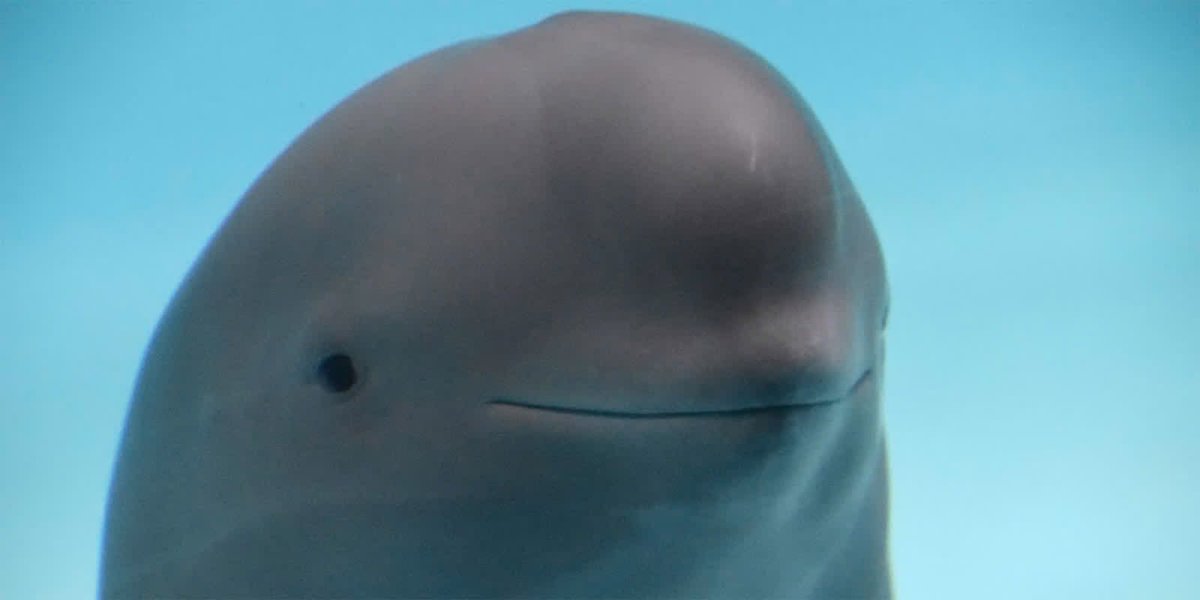 mareel_jaster's tweet image. How it feels to spread harmless misinformation on the internet