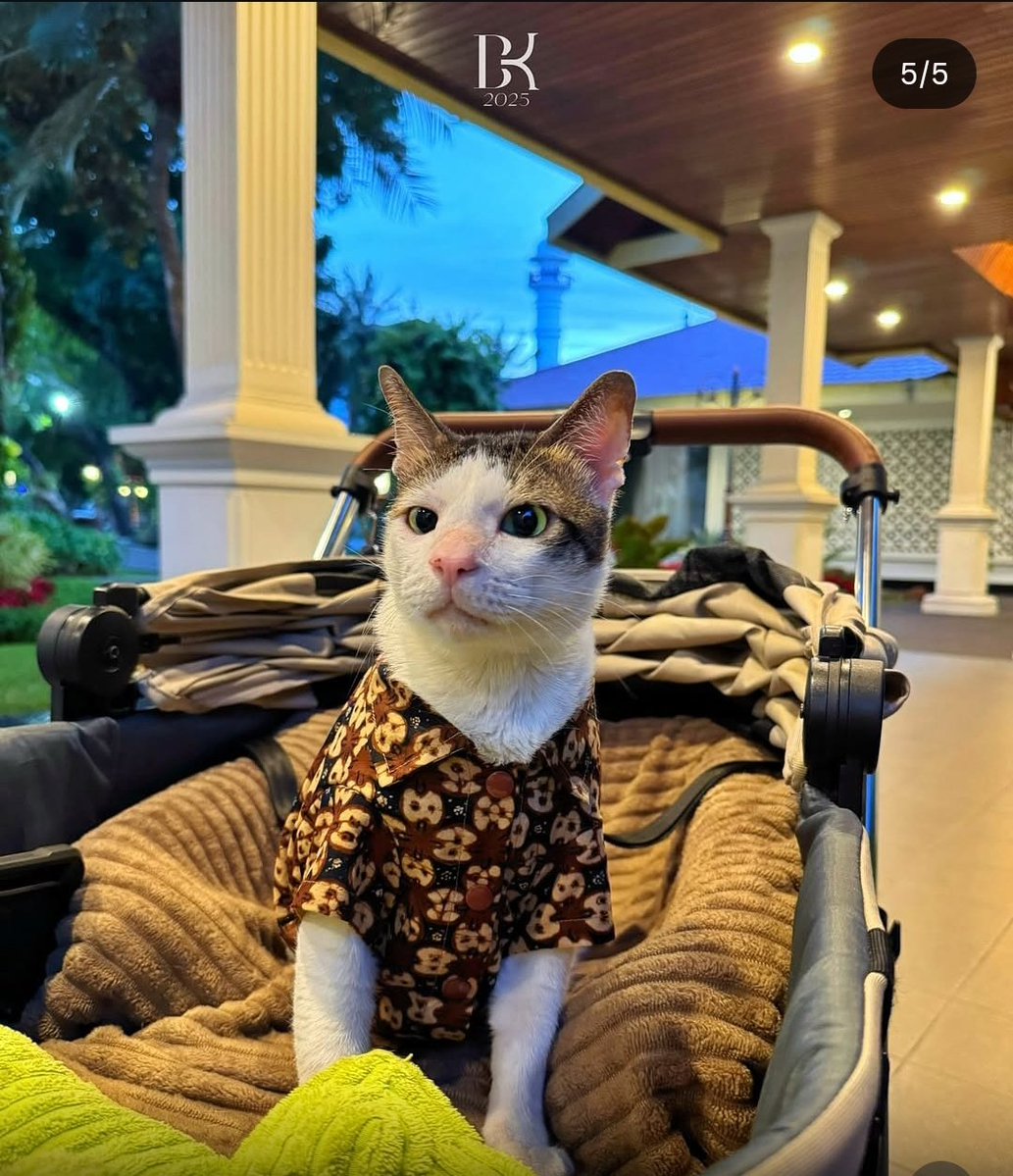 🇮🇩 Normalmente vemos a presidentes con un perro como mascota pero en #Indonesia no es así.

😸Bobby Kertanegara, es la mascota presidencial de Indonesia, el #gato más poderoso de ese país y cuenta con auto, escoltas y alfombra azúl en el Palacio. Fue adoptado en 2017 por el