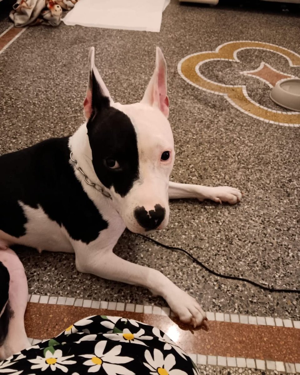 tiziana_55's tweet image. Ricevo,Rinuncia di proprietà.X ora NON È IN CANILE, POMPEA 3 anni non sterilizzata , cerca casa perché la proprietaria è impossibilitata a tenerla.
Si trova a Savona
Tel al numero 329 4632161
