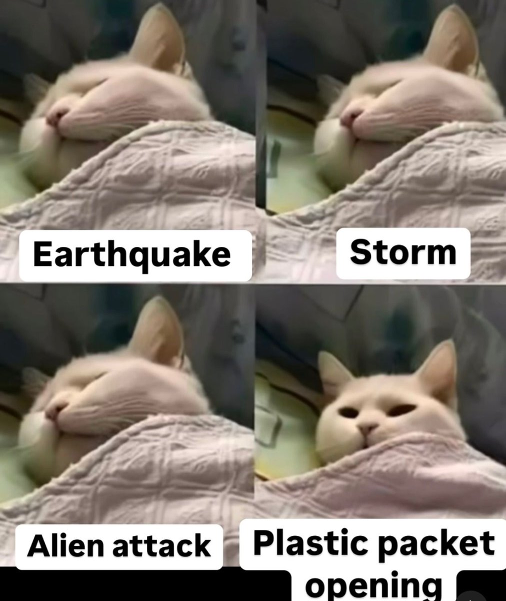 Posts Of Cats (@postsofcats) on Twitter photo 